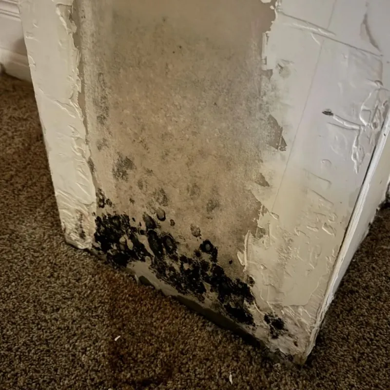 Professional Mold Removal in Deschutes County, OR